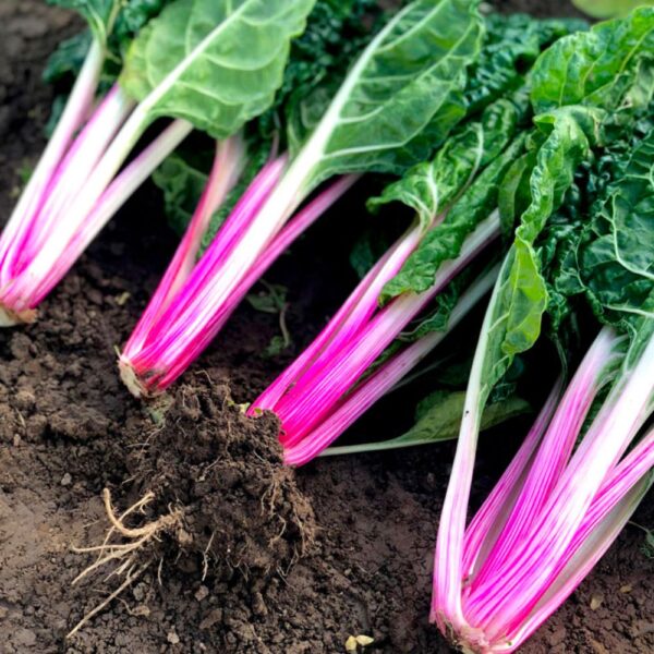 28. Swiss Chard  Seedling 五彩莙荙菜苗