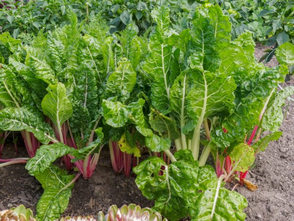 28. Swiss Chard  Seedling 五彩莙荙菜苗
