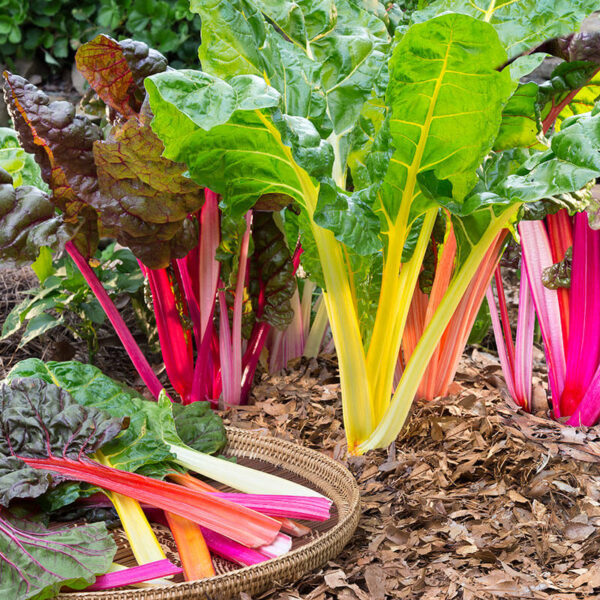 28. Swiss Chard  Seedling 五彩莙荙菜苗