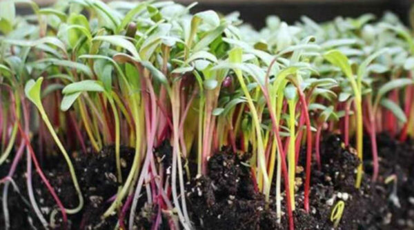 28. Swiss Chard  Seedling 五彩莙荙菜苗