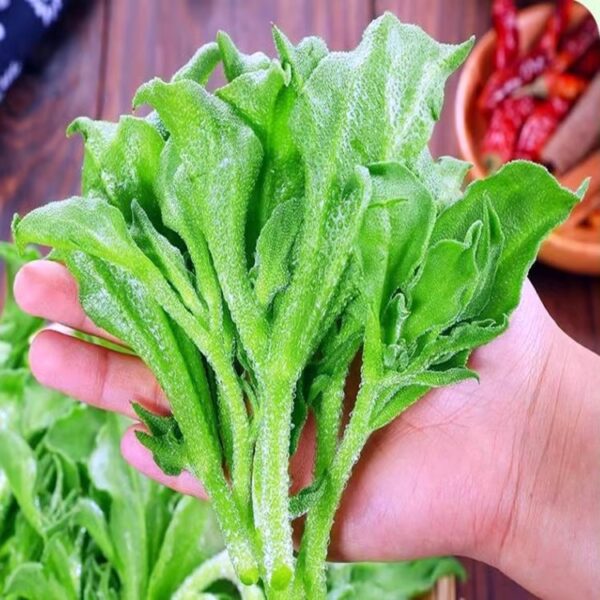 32. Ice Plant Seedling 冰菜苗