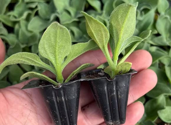 32. Ice Plant Seedling 冰菜苗