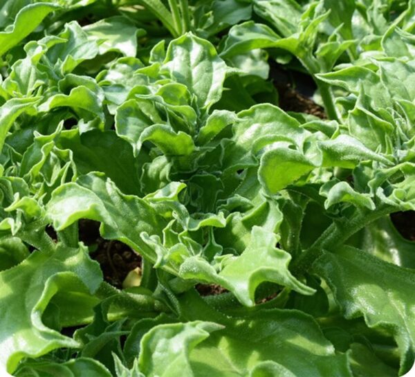 32. Ice Plant Seedling 冰菜苗