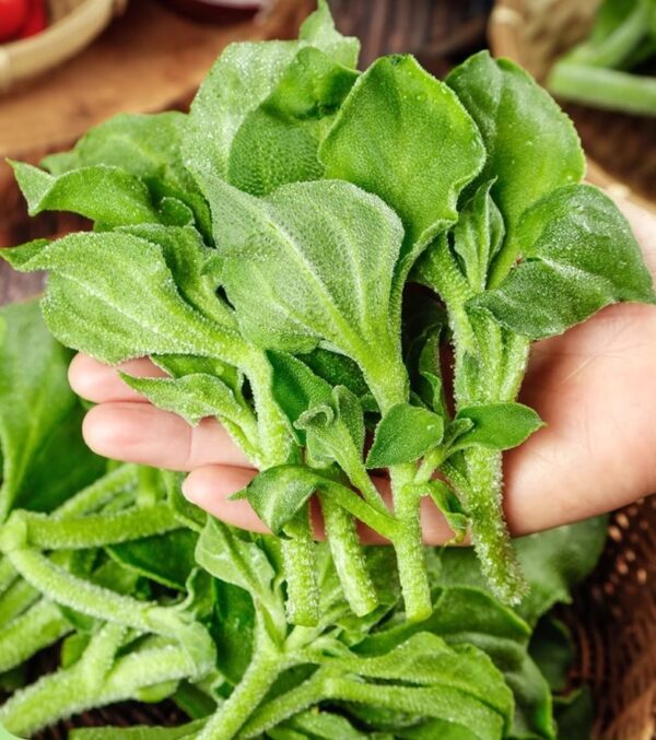 32. Ice Plant Seedling 冰菜苗
