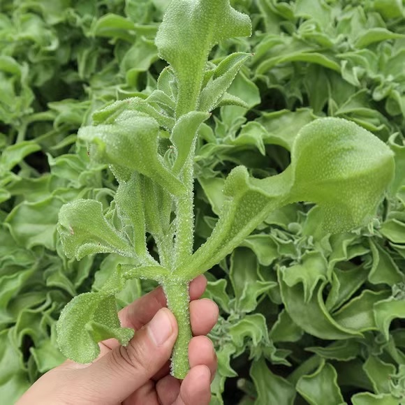 32. Ice Plant Seedling 冰菜苗