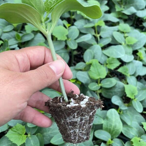 64. Carolina F Cucumber Seedling卡罗莱纳州小黄瓜苗