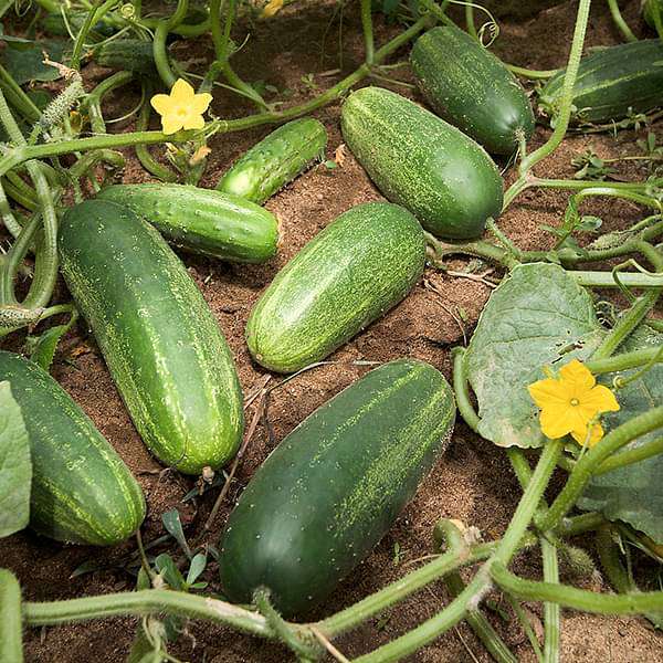 64. Carolina F Cucumber Seedling卡罗莱纳州小黄瓜苗