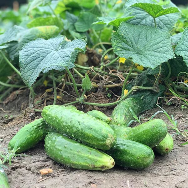 64. Carolina F Cucumber Seedling卡罗莱纳州小黄瓜苗