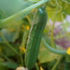 gallery-2