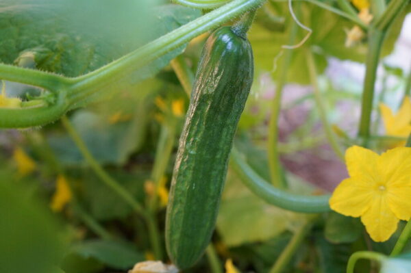 64. Carolina F Cucumber Seedling卡罗莱纳州小黄瓜苗