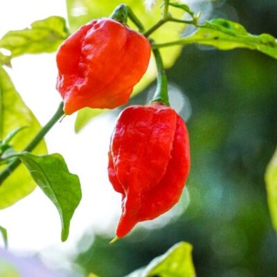 hover-59-carolina-reaper-%e5%8d%a1%e7%be%85%e4%be%86%e7%b4%8d%e6%ad%bb%e7%a5%9e%e8%be%a3%e6%a4%92
