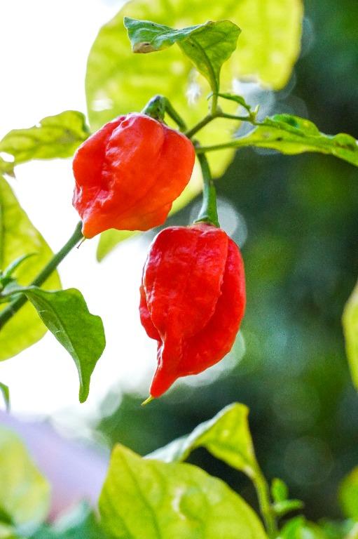 59. Carolina Reaper Pepper Seedling 卡羅來納死神辣椒苗