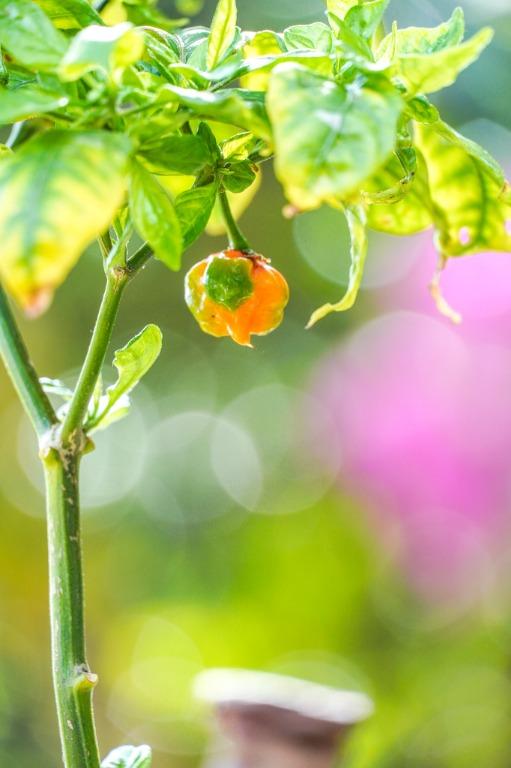 59. Carolina Reaper Pepper Seedling 卡羅來納死神辣椒苗