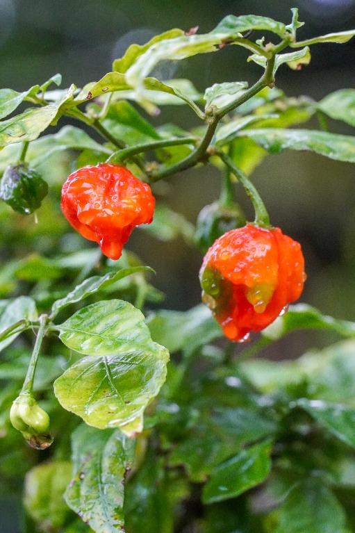 59. Carolina Reaper Pepper Seedling 卡羅來納死神辣椒苗