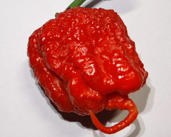59. Carolina Reaper Pepper Seedling 卡羅來納死神辣椒苗
