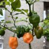 gallery-5