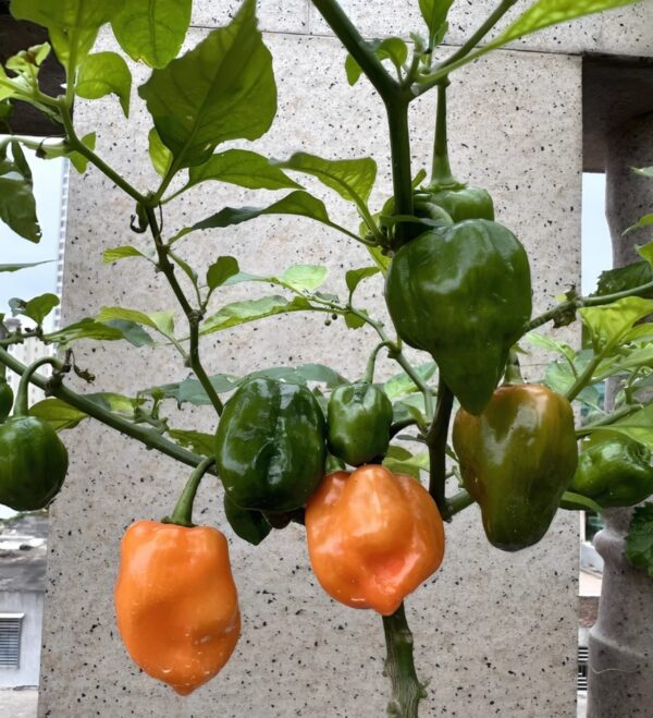 59. Carolina Reaper Pepper Seedling 卡羅來納死神辣椒苗