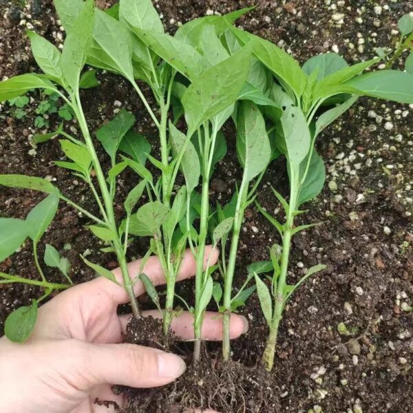 59. Carolina Reaper Pepper Seedling 卡羅來納死神辣椒苗