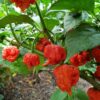 gallery-0
