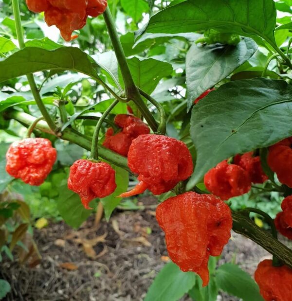 59. Carolina Reaper Pepper Seedling 卡羅來納死神辣椒苗