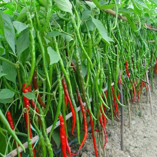 56. Long Red Slim Pepper Seedling 四川辣椒苗
