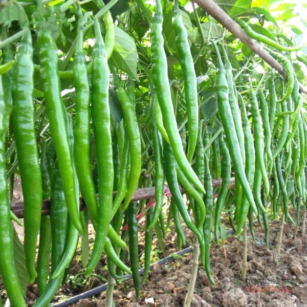 56. Long Red Slim Pepper Seedling 四川辣椒苗