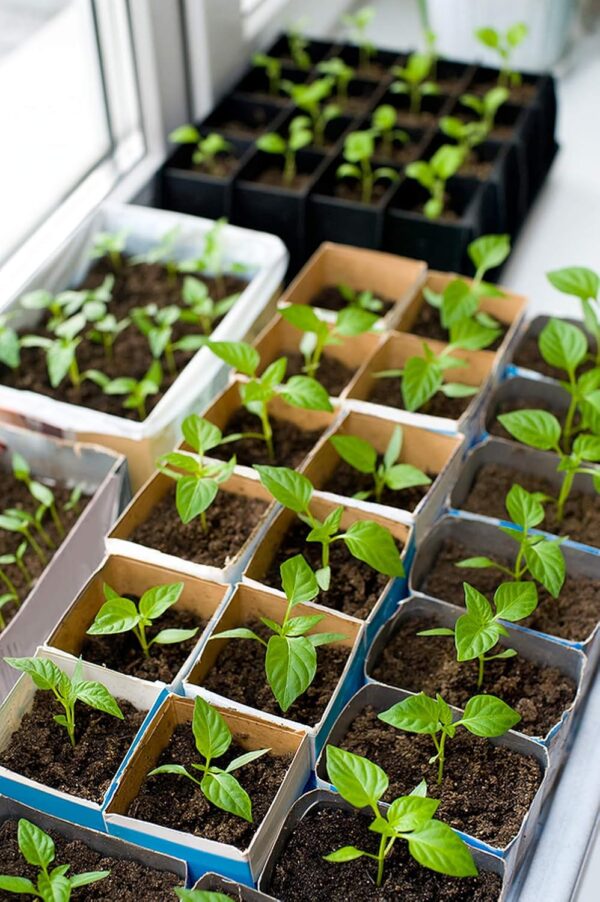 56. Long Red Slim Pepper Seedling 四川辣椒苗