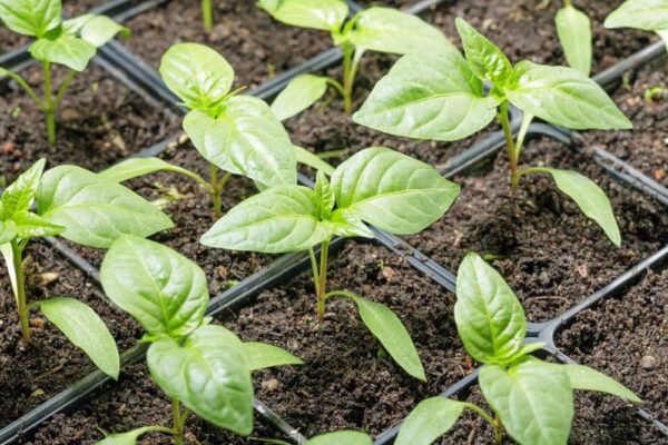 56. Long Red Slim Pepper Seedling 四川辣椒苗