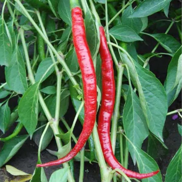 56. Long Red Slim Pepper Seedling 四川辣椒苗