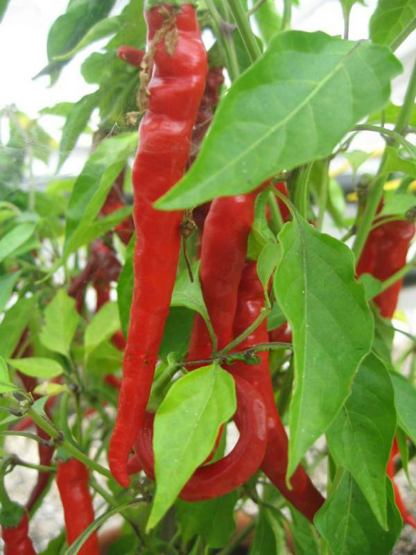 56. Long Red Slim Pepper Seedling 四川辣椒苗