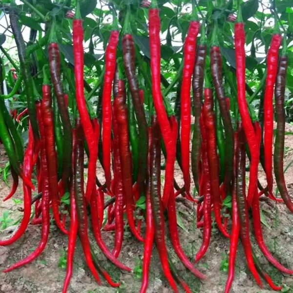 56. Long Red Slim Pepper Seedling 四川辣椒苗