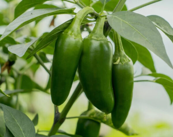 55. Jalapeno Pepper Seedling 墨西哥辣椒苗(手指椒)