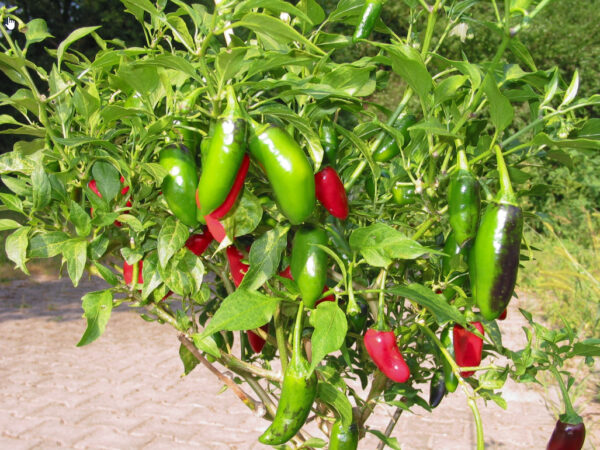 55. Jalapeno Pepper Seedling 墨西哥辣椒苗(手指椒)