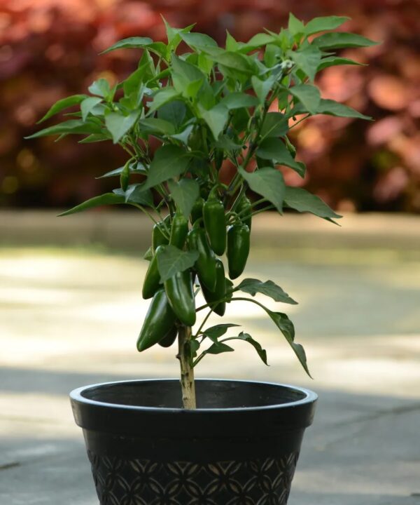 55. Jalapeno Pepper Seedling 墨西哥辣椒苗(手指椒)