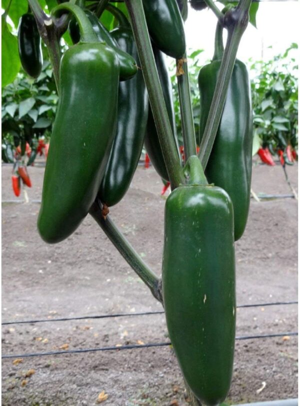 55. Jalapeno Pepper Seedling 墨西哥辣椒苗(手指椒)
