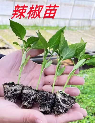 55. Jalapeno Pepper Seedling 墨西哥辣椒苗(手指椒)