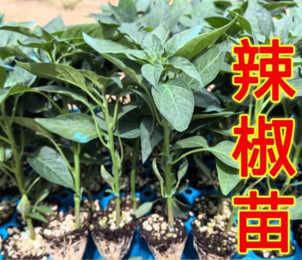 55. Jalapeno Pepper Seedling 墨西哥辣椒苗(手指椒)