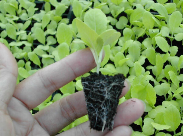 26. Joi Choi Seedling 大白菜苗