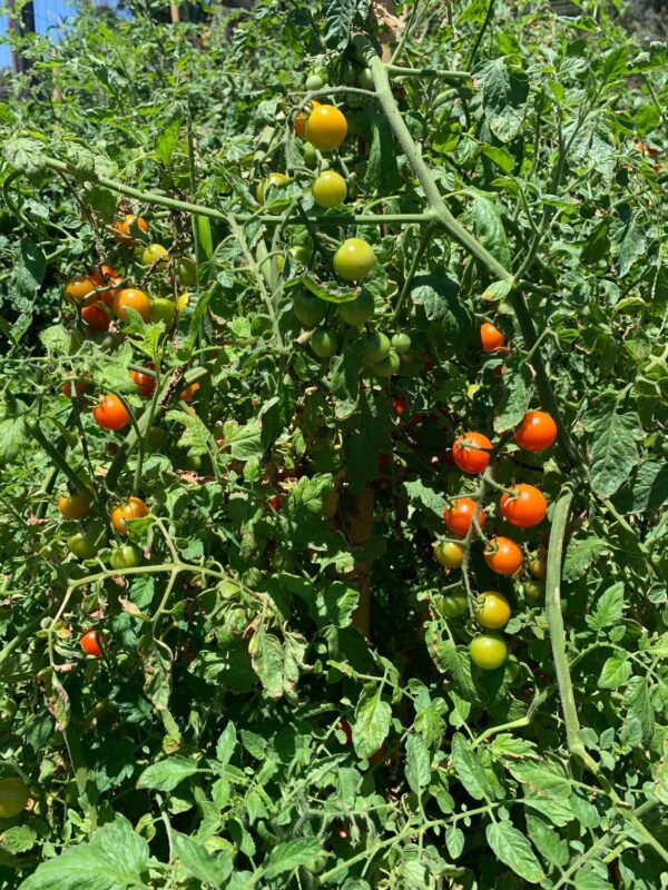 47. Large Red Cherry (red ) Tomato Seedling 大红色樱桃番茄苗