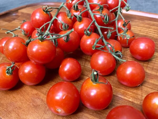 47. Large Red Cherry (red ) Tomato Seedling 大红色樱桃番茄苗