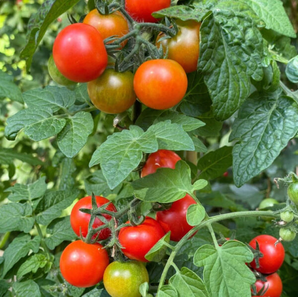 47. Large Red Cherry (red ) Tomato Seedling 大红色樱桃番茄苗