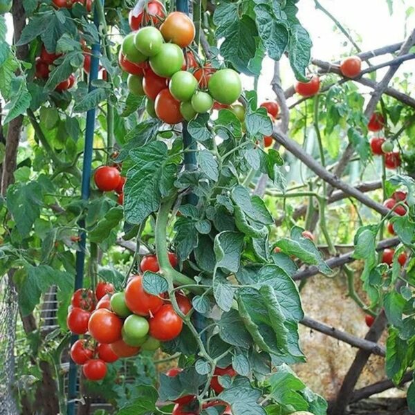 47. Large Red Cherry (red ) Tomato Seedling 大红色樱桃番茄苗