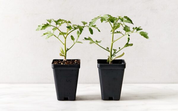 47. Large Red Cherry (red ) Tomato Seedling 大红色樱桃番茄苗