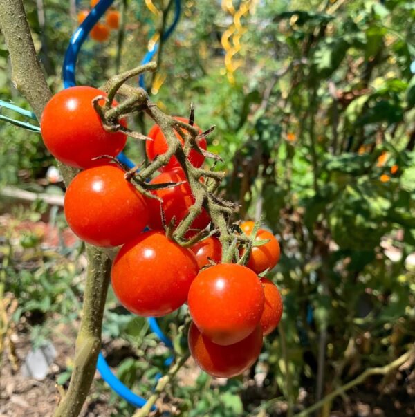 47. Large Red Cherry (red ) Tomato Seedling 大红色樱桃番茄苗