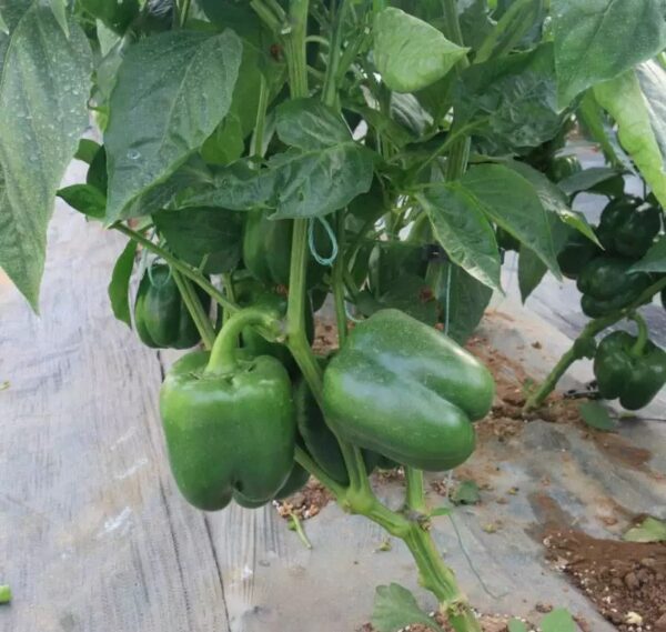 53. Green Bell(green) Seedling 大青灯笼椒苗
