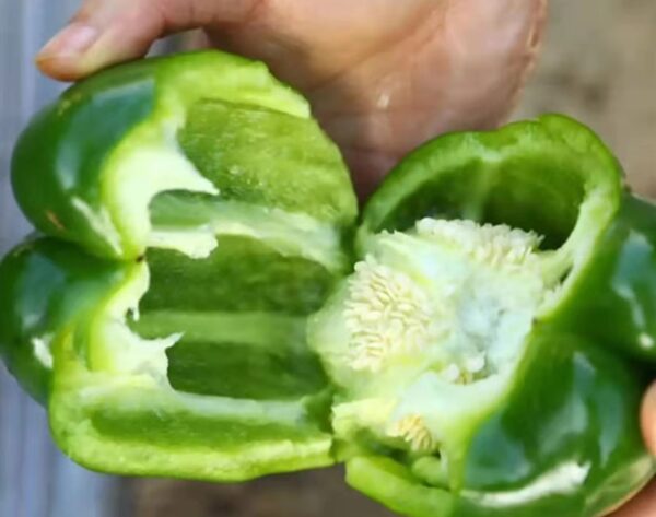 53. Green Bell(green) Seedling 大青灯笼椒苗