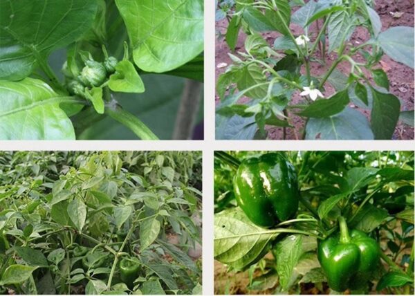 53. Green Bell(green) Seedling 大青灯笼椒苗
