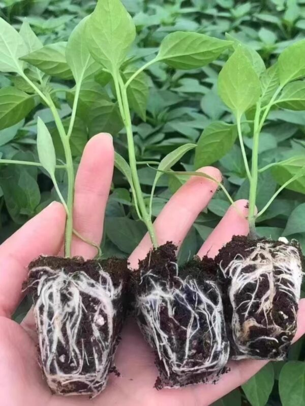 58. Super Chili Pepper Seedling 指天椒苗