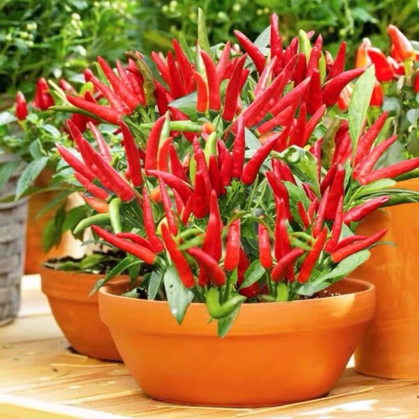 58. Super Chili Pepper Seedling 指天椒苗