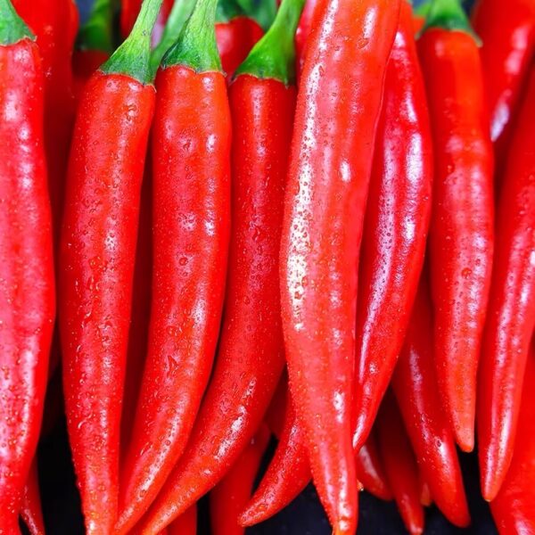 58. Super Chili Pepper Seedling 指天椒苗